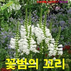 꽃범의꼬리