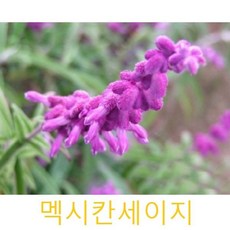 허브(Herb)/채소식물 멕시칸세이지 갈색플라스틱모종 3개 (L0253) - 비고앤세이지