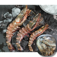 특A+급 자연산 블랙타이거새우 1팩 500g 왕새우 대하, 1개, 블랙타이거새우 10미(500g)
