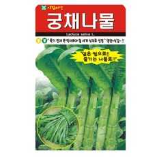 궁채나물 씨앗 줄기상추 궁채 뚱채 씨 종자, 3개