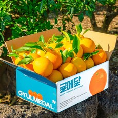 초고당도 제철과일 제주 레드 황금향 미래향 제주도 산지직송, 1박스, 10kg 로얄과(S-M)