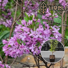 팥꽃나무