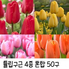 튤립구근 4종혼합 50구 추식구근 수성조경농원 아펠도른/골든아펠도른/핑크임프레션/트리플에이, 50개