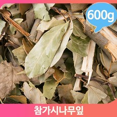 참가시나무