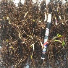 곰취모종 (2년생 대모종) 20주 판매., 곰취모종 20주