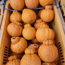 못난이 한라봉 10kg 5킬로 흠과, 못난이한라봉 10kg(랜덤과/실중량 9kg)