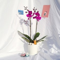 꽃필라나 호접란 만천홍 호접란 생화 미니호접란 도자기분 토분, X