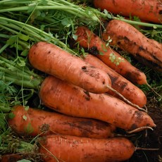 프레시잉 국내산 당근