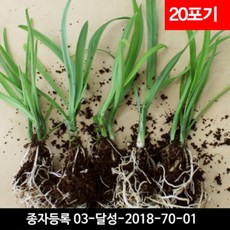 삼채모종 20포기 - 직접키우는 국산약초 삼채씨앗, 1개