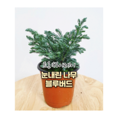 블루버드나무