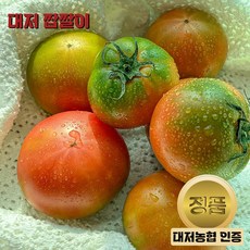 짭짤이토마토 TOP01