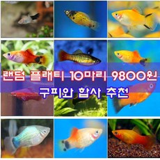 (주)가성아쿠아홈펫 플래티 섞어서 10마리 (구피합사가능)