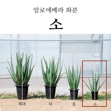 프리미엄 생알로에 베라 사포나리아 식용 알로에 알로에화분 2kg 3kg 5kg, 1박스, 알로에 베라화분 소