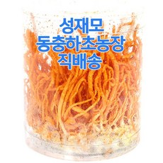 성재모 무농약 현미 동충하초 생초 1개 4개