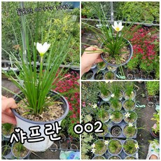 샤프란 003번 할인판매 색상랜덤 특 랜덤 공기정화식물/미세먼지/공기정화효과 공기정화식물, 1개