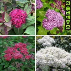 공조팝나무