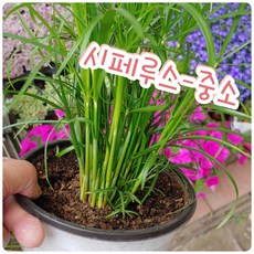 파피루스키우기