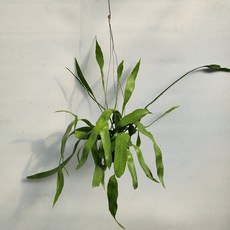 립살리스부사완