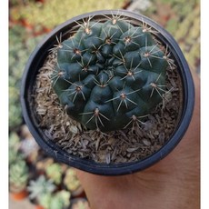 비화옥
