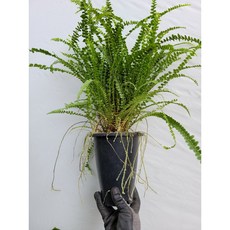 고사용돼지머리모형