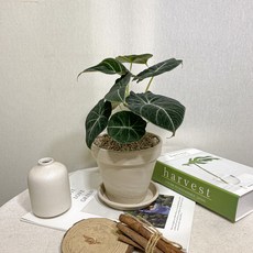 알로카시아블랙벨벳
