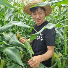 [참좋은] 산지직송 특품 껍질채 초당옥수수 최고당도 19브릭스 이상