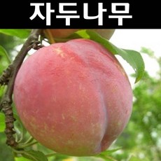 추희자두묘목