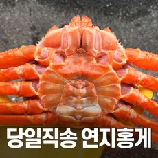 [선주직송] 대게 홍게 박달 자숙 영덕 수율보장 3kg, 5.(찜자숙)박달홍게(대)5마리