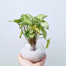 싱고니움수경재배