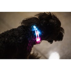 라루 포레스트 LED USB 충전용 소형견 강아지 애견 목걸이 라이트 실리콘 블링커 야간 산책 펜던트 목줄 목걸이 인식표 야광, 그린