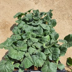 모든 모종종류 각종모종 300원 상추 고추 짭짤이토마토모종, 1개, 호박(단호박)
