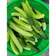  국내산 오이지용 오이 50개 내외 1박스 소박이 피클 백오이 오이절임 오이소박이 피클 소백이 김치 절임 냉국 