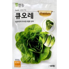 중국산양상추