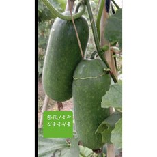 뽀둥상점