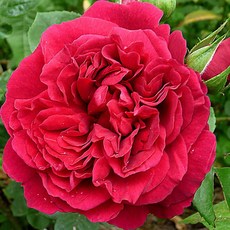 93f11d8c77dc9a4fedcd53bd401d63451814e319d419930baaf824b1a1df.jpg