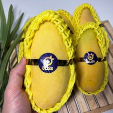 무지개망고-추천-상품