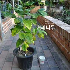 커피나무(큰화분), 1개