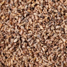국산 햇 건 소꼴뚜기 500g 마른 꼴뚜기 콩알 호래기, 1개
