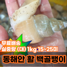 백고동 생골뱅이 백골뱅이 동해안골뱅이 산지직송 중 1kg 25-35미 대 1kg 15-25미, 활 백골뱅이 대 1kg, 1개