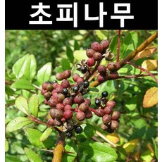 초피나무 실생3년/나무 묘목/특용수/약용수