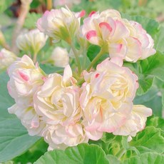 추천4제라늄키우기