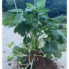 전국농부들