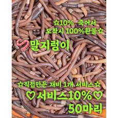말지렁이