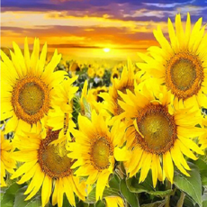 3d9e158621e7f3a713db0e4b00e87bf81e8f46100f96f29d49dec999c0bf.png