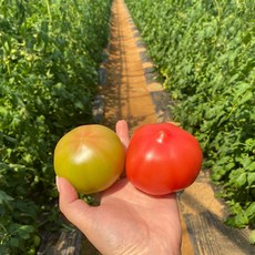 퇴촌토마토-추천-상품