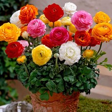 김해미나리뿌리