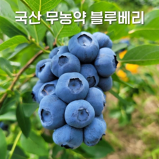 국산 냉동 무농약 블루베리 2024년 생과(크기 혼합), 1개, 5kg