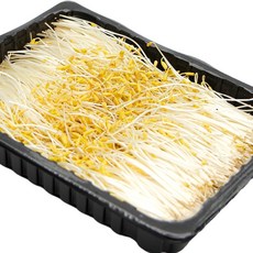 국내산 특품 황금메밀순 반박스 500g 노랑 메밀순 가니쉬 샐러드야채, 노랑 메밀순 반박스 500g, 1개