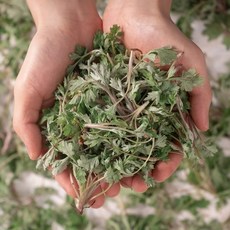 비진도 노지 햇쑥 산지직송, 1개, 햇쑥 100g