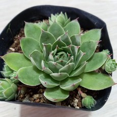 오장군의발톱